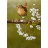 Robert E Fuller (British 1972-): 'Wren on Cherry Blossom'