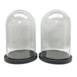 Pair of glass domes upon circular bases