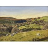 Peter Webber (Yorkshire Contemporary): Sheep Grazing on the 'Yorkshire Wolds'