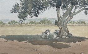 Jan Hunter (British Contemporary): 'Siesta' - Sheep in the Shade