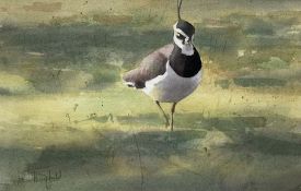 John Threlfall (British 1958-): Lapwing