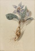 Isabella Anne Allen (British 1810-1865): 'Erythronium Dens-canis' (Dogtooth Violet)