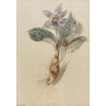 Isabella Anne Allen (British 1810-1865): 'Erythronium Dens-canis' (Dogtooth Violet)