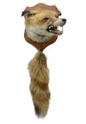 Taxidermy; Red fox mask (Vulpes vulpes)