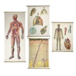 Four Dutch educational wall hangings published by The Deutsches Hygiene Museum