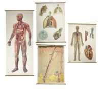Four Dutch educational wall hangings published by The Deutsches Hygiene Museum