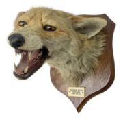 Taxidermy; Red Fox Mask (Vulpes vulpes) by Peter Spicer & Sons