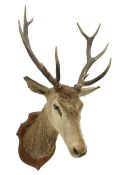 Taxidermy: Red Deer (Cervus elaphus)