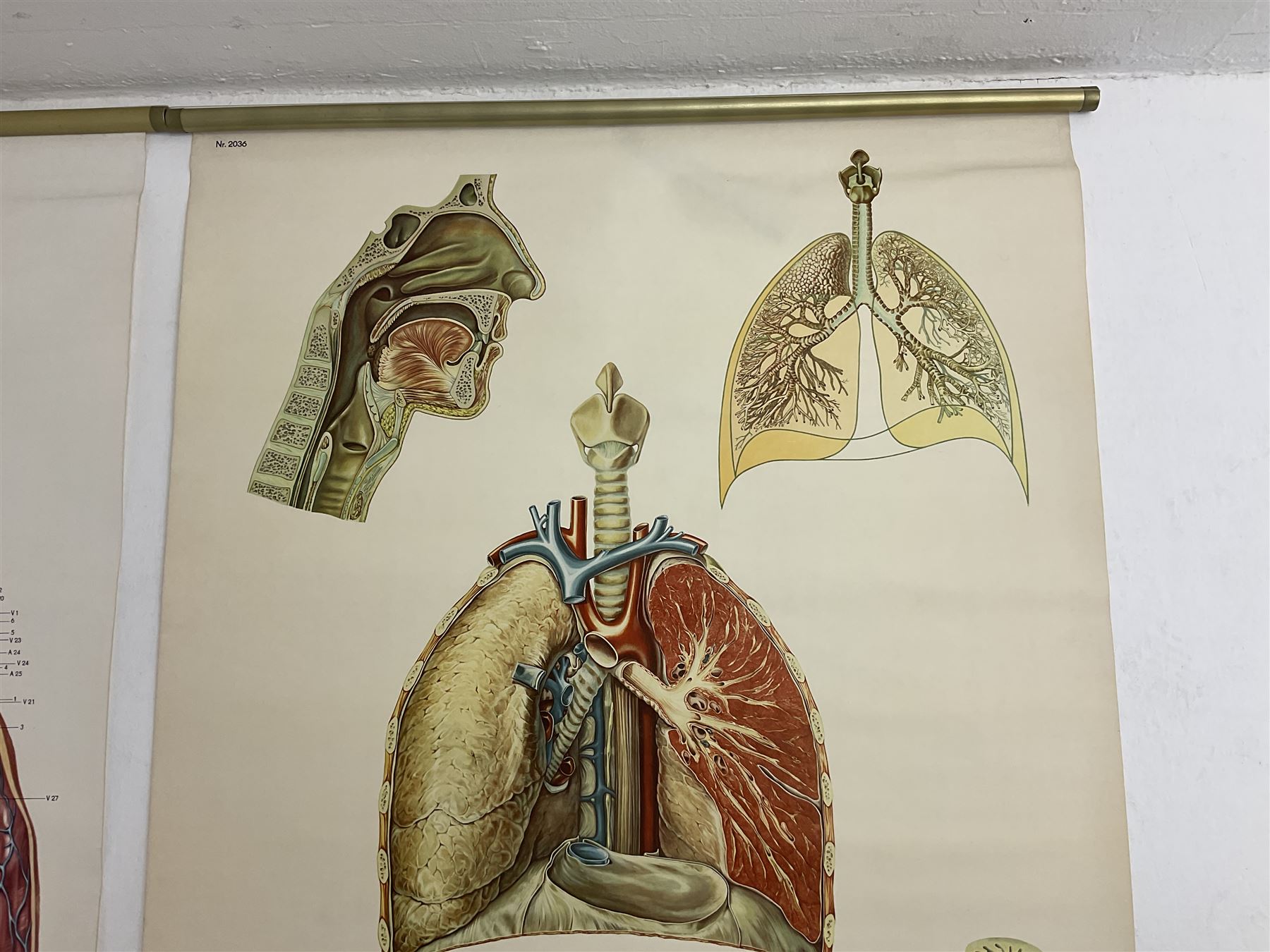 Four Dutch educational wall hangings published by The Deutsches Hygiene Museum - Image 19 of 33