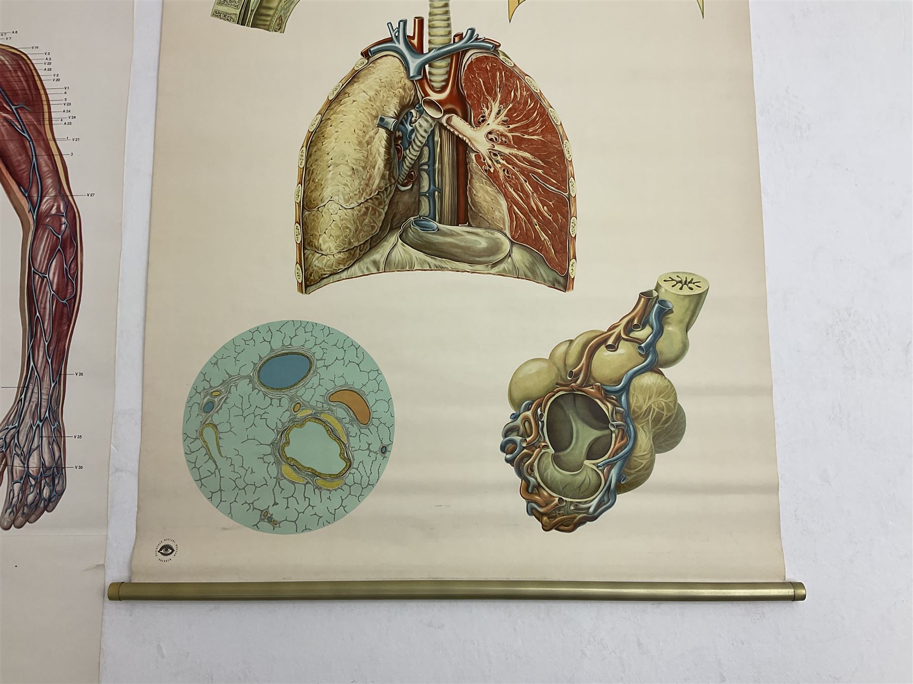 Four Dutch educational wall hangings published by The Deutsches Hygiene Museum - Image 20 of 33