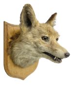 Taxidermy; Red Fox Mask (Vulpes vulpes) by E. Allen & Co