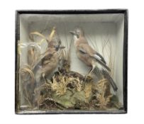 Taxidermy: Victorian cased pair of European Jays (Garrulus glandarius)