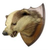 Taxidermy: European Badger Mask (Meles meles)