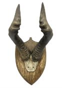 Antlers/Horns: Pair of Hartebeest (Alcelaphus buselaphus) horns with upper skull