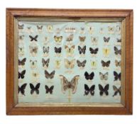 Taiwanese butterfly identification poster inscribed "Butterfly specimens Made in Taiwan"