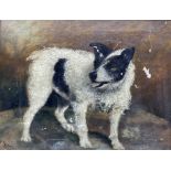 E Tyrrell (British early 20th century): Portrait of a Jack Russell