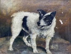 E Tyrrell (British early 20th century): Portrait of a Jack Russell