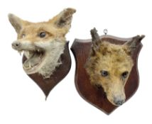 Taxidermy: Red fox masks (vulpes vulpes)