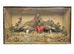 Taxidermy; Cased pair of Red Grouse (Lagopus Lagopus Scotica)