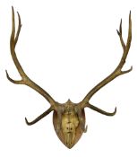 Antlers/Horns; Pair of Royal Red Deer (Cervus elaphus) antlers with partial skull on wooden wall shi