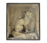 Taxidermy: 19th century cased display Red Fox (Vulpes vulpes)