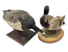 Taxidermy; Barnacle goose (Branta leucopsis)