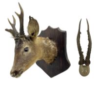 Taxidermy; Roe Deer (Capreolus capreolus)