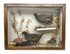 Taxidermy: Cased pair of Moorhens (Gallinula)