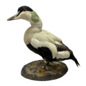 Taxidermy: Common Eider (Somateria Mollisima)