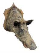 Taxidermy; European Wild Boar (Sus scrofa)