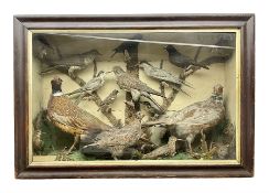 Taxidermy; cased bird diorama