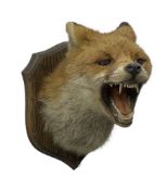 Taxidermy; Red fox mask (Vulpes vulpes)