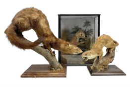 Taxidermy: cased Red Squirrels (Sciurus vulgaris)