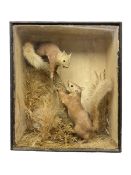 Taxidermy: Cased pair of Red Squirrels (Sciurus vulgaris)