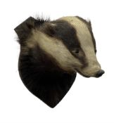 Taxidermy: European Badger Mask (Meles meles)