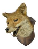 Taxidermy; Red fox mask (Vulpes vulpes)