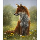 Carl Whitfield (British 1958-): 'Fox in Meadow'