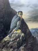 Cyril David Johnston (British 1946-): Peregrine Falcon