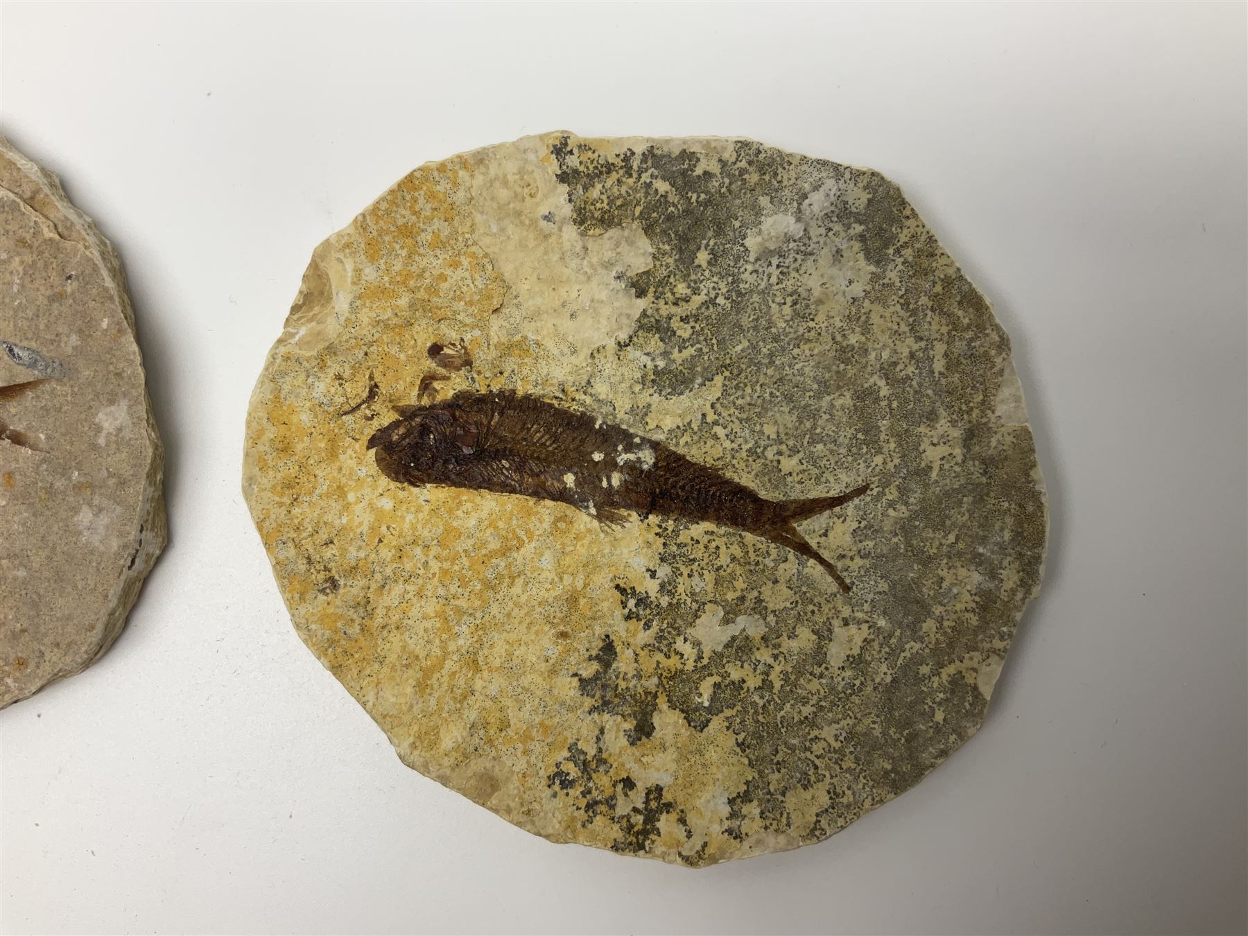 Three fossilised fish (Knightia alta) each in an individual matrix - Image 19 of 39