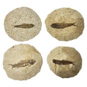 Four fossilised fish (Knightia alta) each in an individual matrix; age; Eocene period