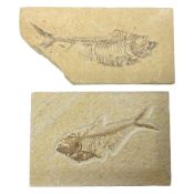 Two fossilised fish (Knightia alta) each in an individual matrix