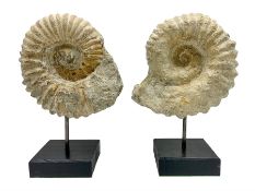 Pair of ammonite fossils