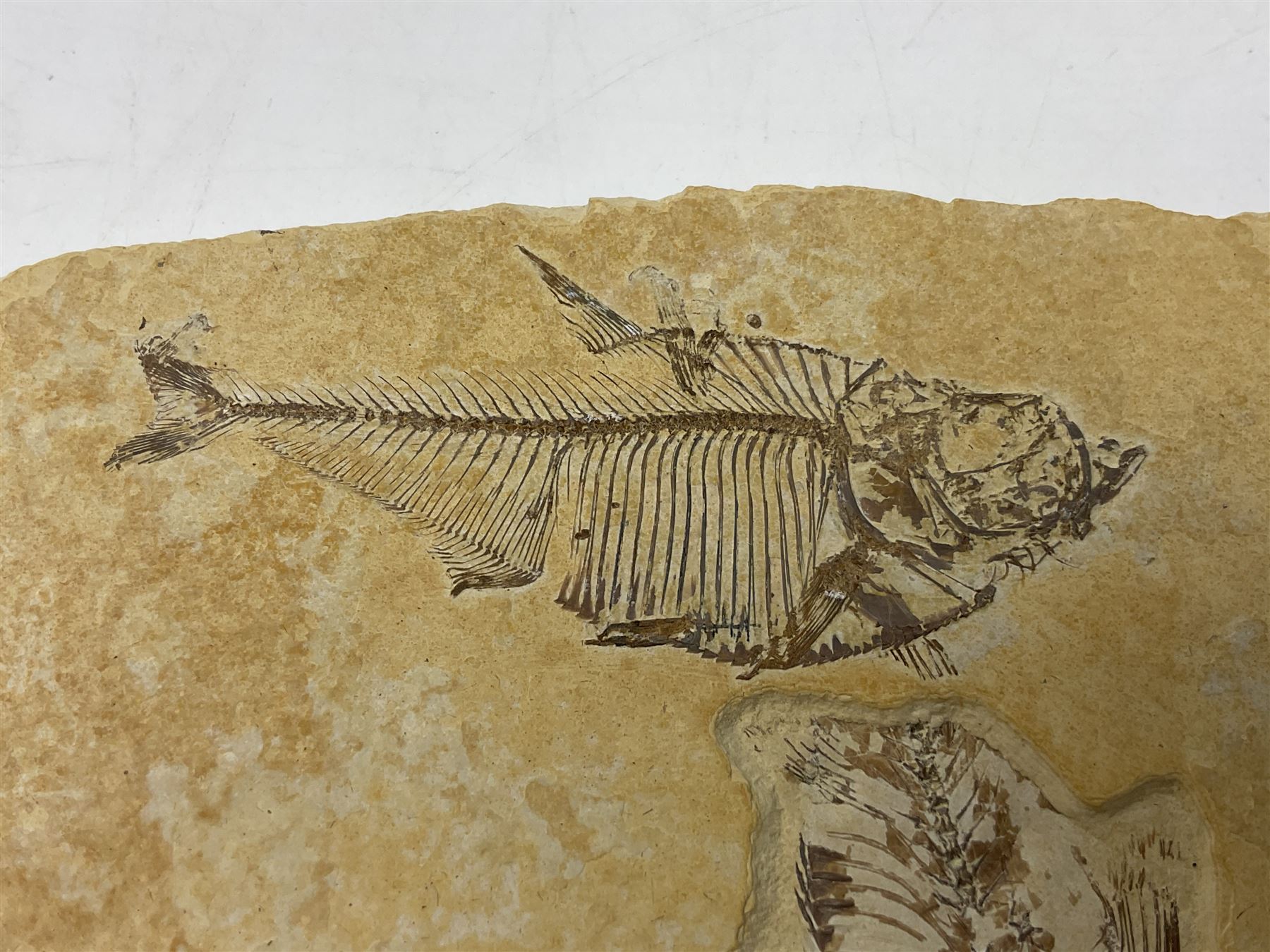 Two fossilised fish (Knightia alta) in a single matrix - Image 4 of 6