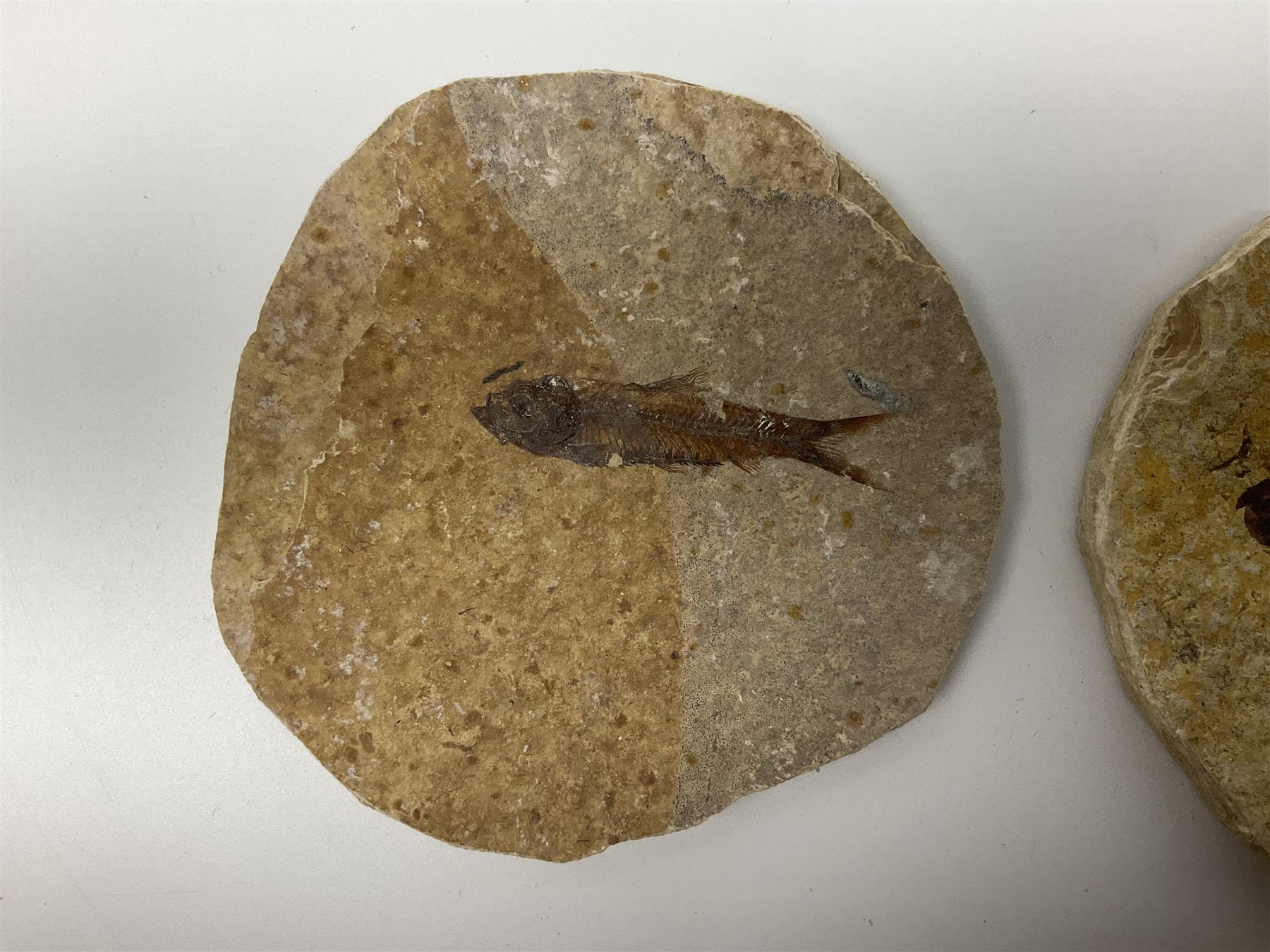 Three fossilised fish (Knightia alta) each in an individual matrix - Image 34 of 39