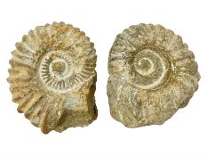 Pair of limestone Ammonite fossils