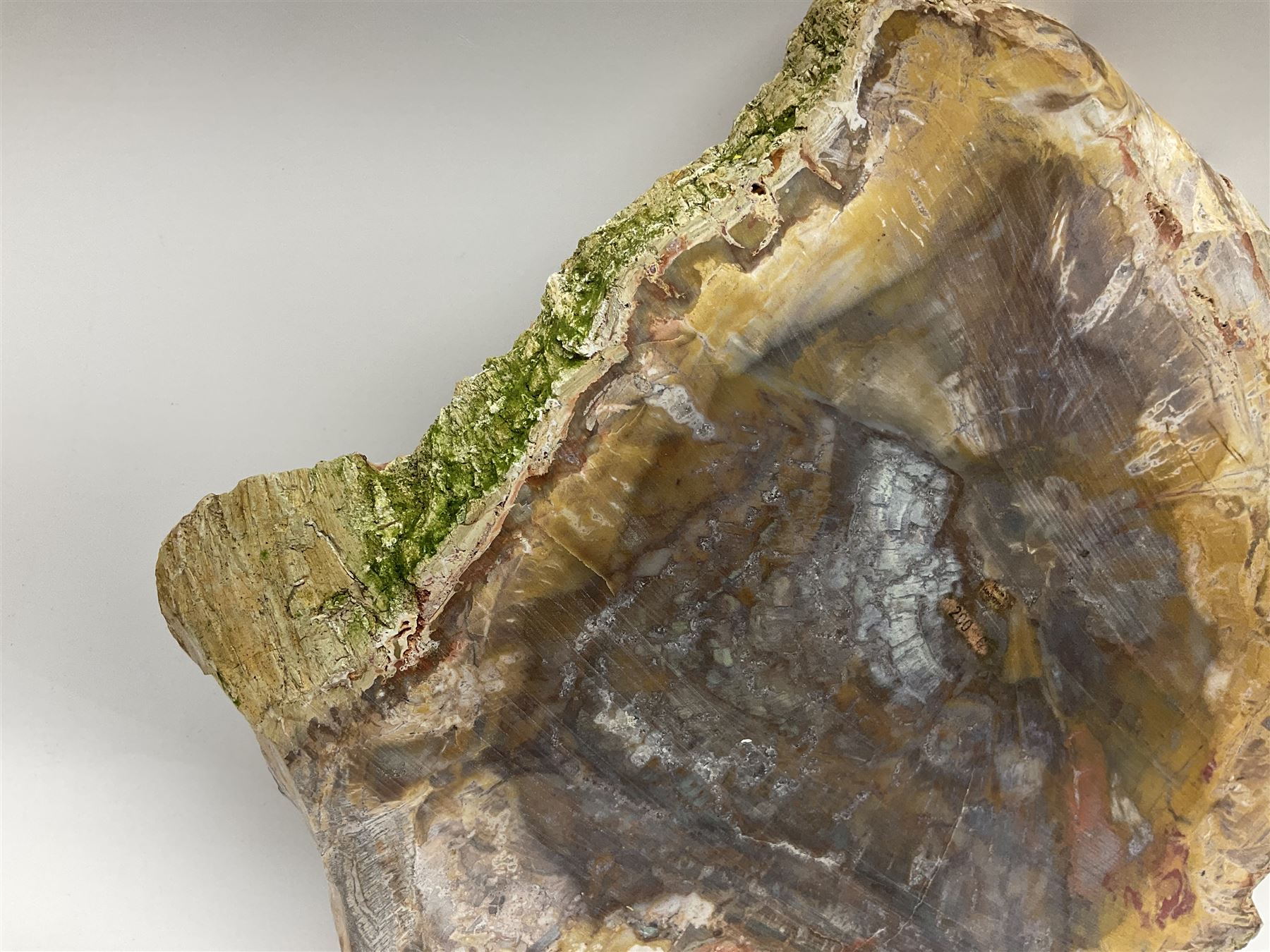 Polished petrified wood specimen - Image 14 of 15