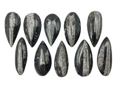 Nine individual polished Orthoceras fossils