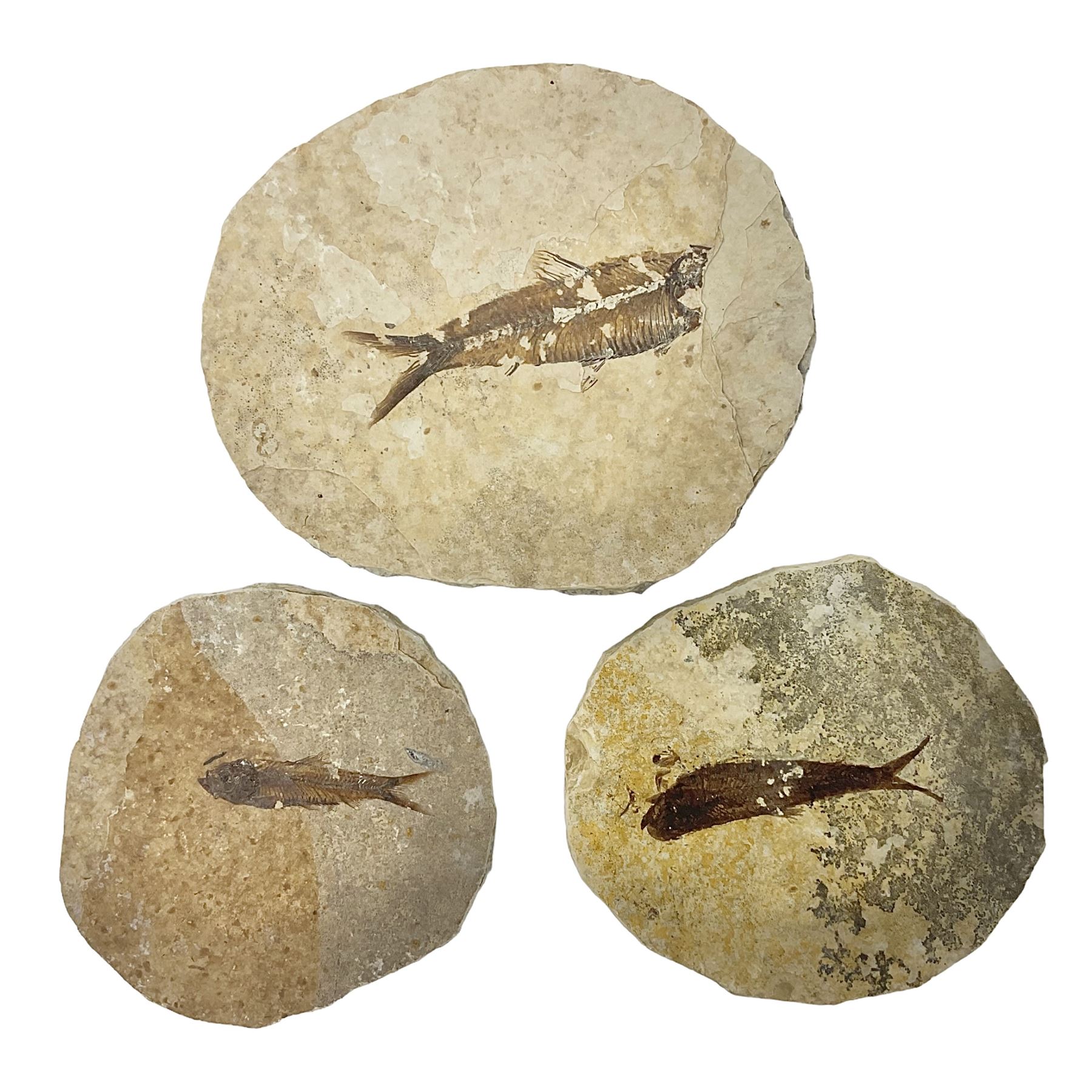 Three fossilised fish (Knightia alta) each in an individual matrix - Image 22 of 39