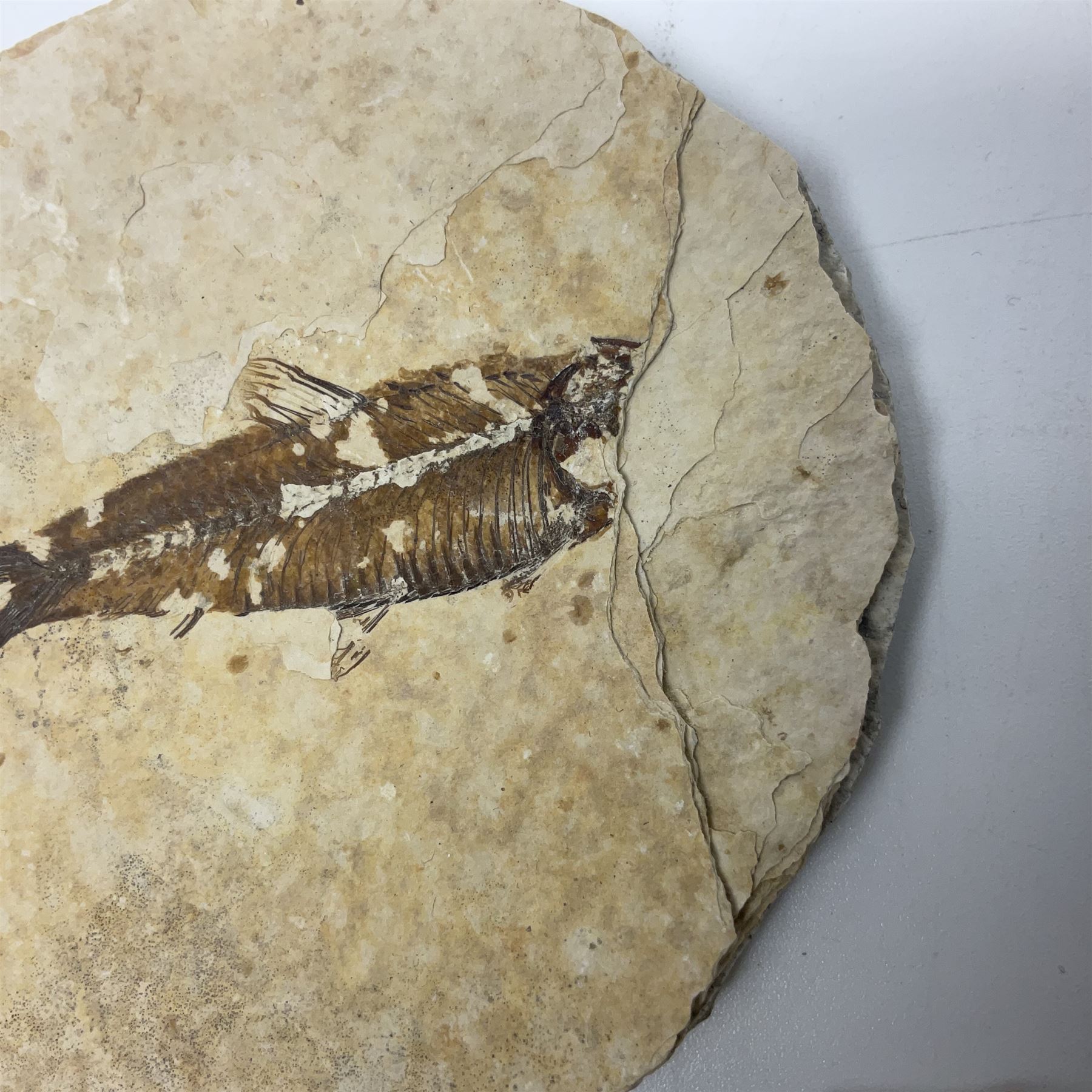 Three fossilised fish (Knightia alta) each in an individual matrix - Image 23 of 39