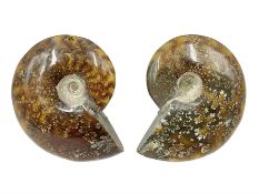 Pair of polished Cleoniceras Ammonites with intricate suture pattern